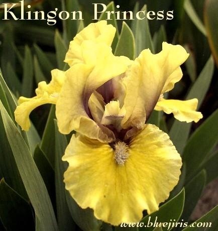 Photo of Standard Dwarf Bearded Iris (Iris 'Klingon Princess') uploaded by Calif_Sue