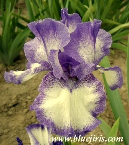 Photo of Tall Bearded Iris (Iris 'Kissing Circle') uploaded by Calif_Sue