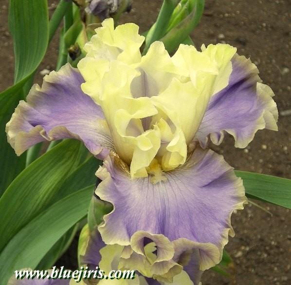 Photo of Tall Bearded Iris (Iris 'Kona Waves') uploaded by Calif_Sue