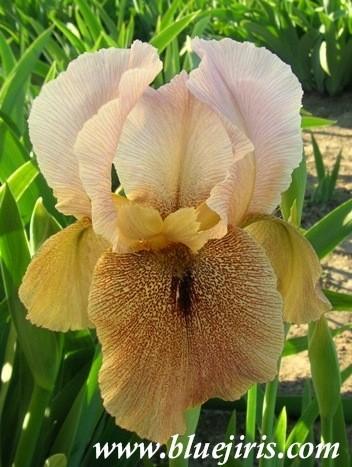 Photo of Arilbred Iris (Iris 'Khyber Pass') uploaded by Calif_Sue