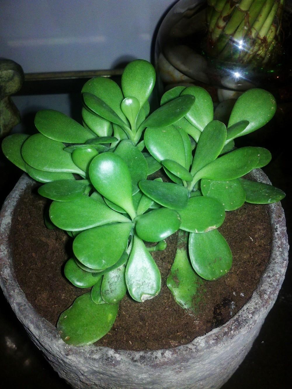 Photo of Jade Plant (Crassula ovata) uploaded by Jookieblue