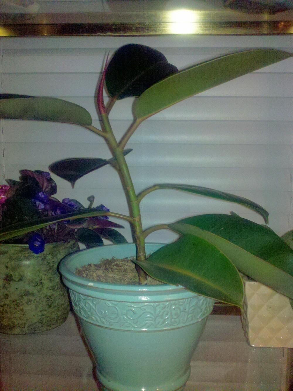 Photo of Rubber Plant (Ficus elastica) uploaded by Jookieblue