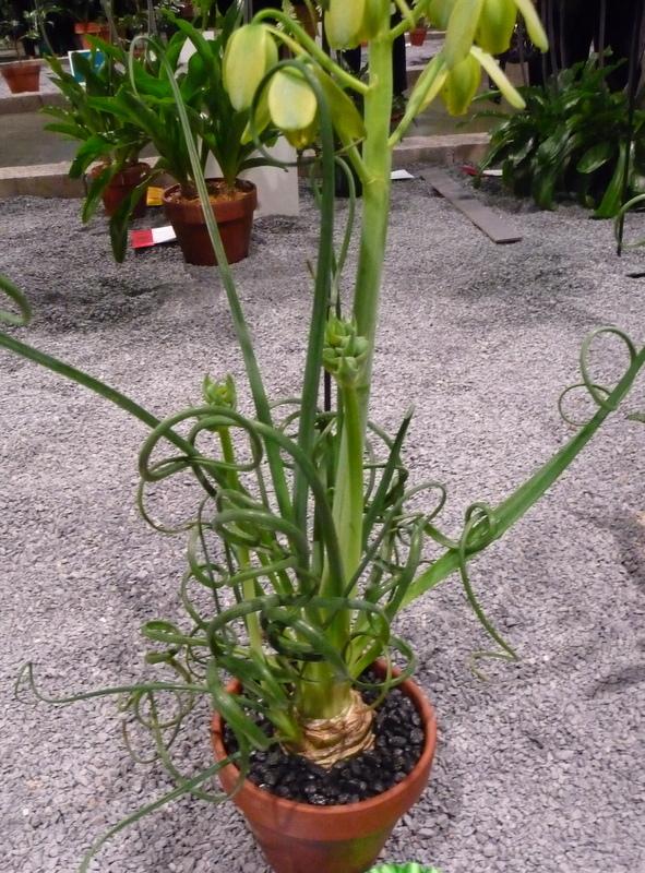 Photo of Albuca (Albuca spiralis) uploaded by gardengus