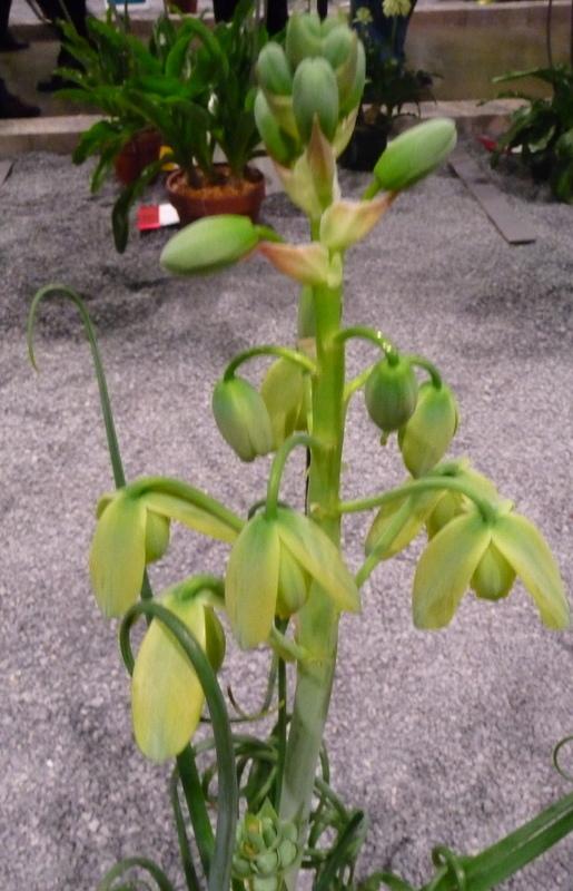 Photo of Albuca (Albuca spiralis) uploaded by gardengus