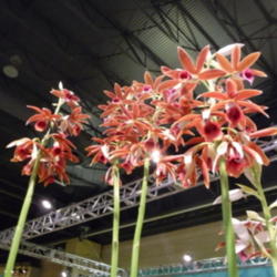 Location: Philadelphia flower show
Date: 2013-03-12