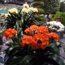 Location: Philadelphia flower show
Date: 2013-03-12