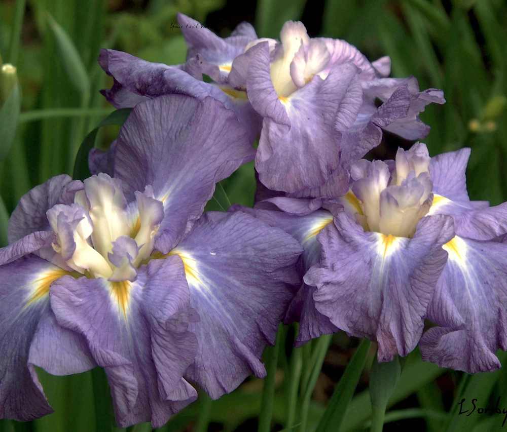 Photo of Japanese Iris (Iris ensata 'Greywoods Musical Dreams') uploaded by lorettalea