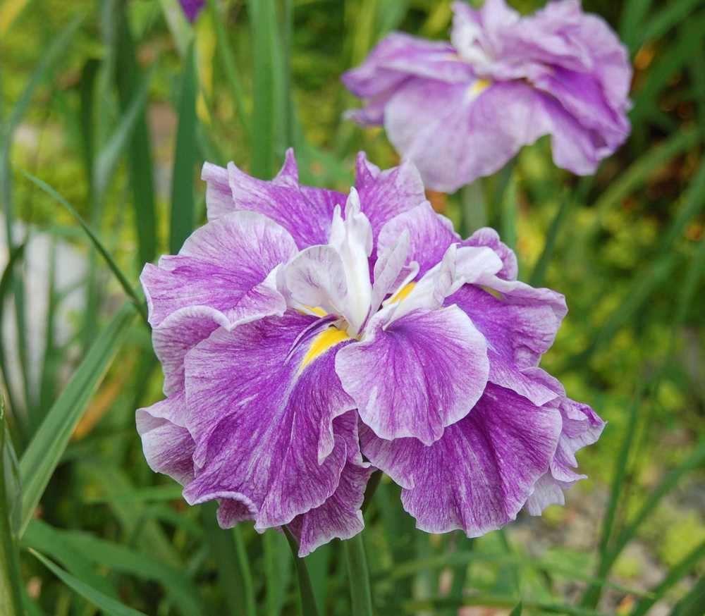 Photo of Japanese Iris (Iris ensata 'Tropical Storm') uploaded by lorettalea