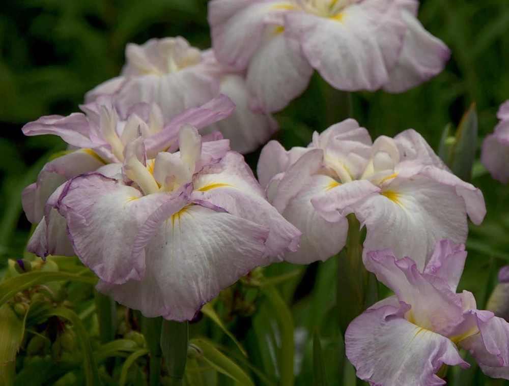 Photo of Japanese Iris (Iris ensata 'Greywoods Gentle Refrain') uploaded by lorettalea