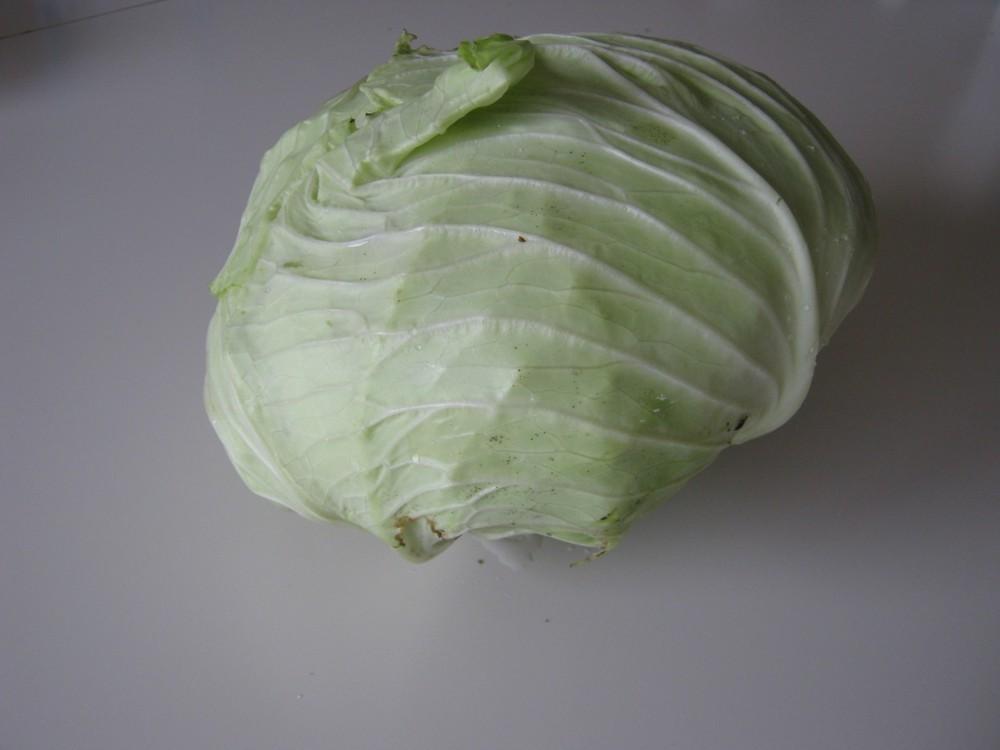 Photo of Cabbage (Brassica oleracea var. capitata 'Late Flat Dutch') uploaded by vic