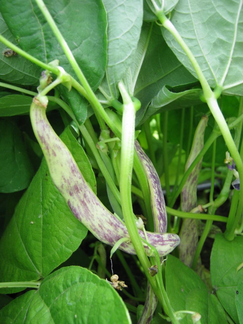 Photo of Wax Bean (Phaseolus vulgaris 'Dragon Tongue') uploaded by vic