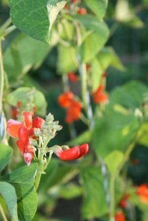 Photo of Runner Bean (Phaseolus coccineus) uploaded by vic