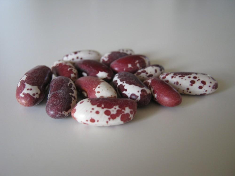 Photo of Dry Bean (Phaseolus vulgaris 'Jacob's Cattle') uploaded by vic
