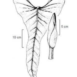 
From Nomenclature and Taxonomy of Philodendron hastatum by Cássi