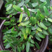 Juvenile leaves shown, about 1\" long, 1/4\" wide, growing in a 4