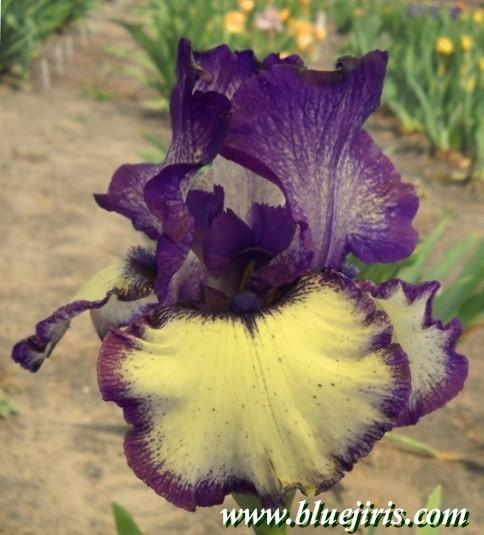 Photo of Tall Bearded Iris (Iris 'Lady Laree') uploaded by Calif_Sue