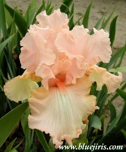 Photo of Tall Bearded Iris (Iris 'Lace Artistry') uploaded by Calif_Sue