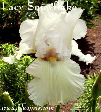 Photo of Tall Bearded Iris (Iris 'Lacy Snowflake') uploaded by Calif_Sue
