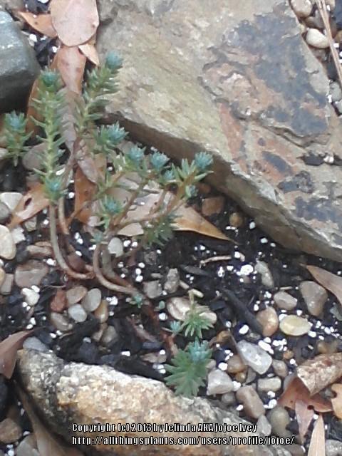 Photo of Jenny's Stonecrop (Petrosedum rupestre subsp. rupestre 'Blue Spruce') uploaded by jojoe