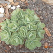 with our warm winters the upright sedum try to come up a little e
