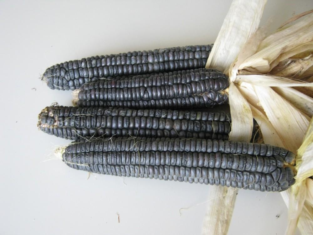Photo of Sweet Corn (Zea mays subsp. mays 'Black Mexican') uploaded by vic