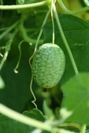 Photo of Cucamelon (Melothria scabra) uploaded by vic