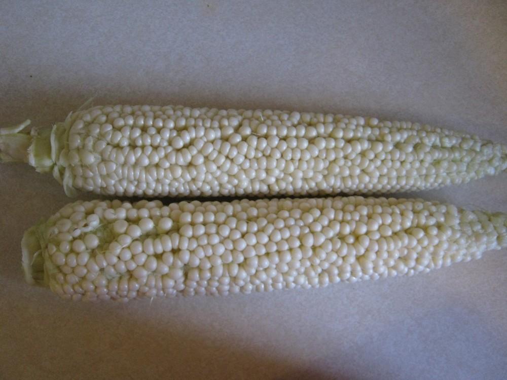 Photo of Sweet Corn (Zea mays subsp. mays 'Country Gentleman') uploaded by vic