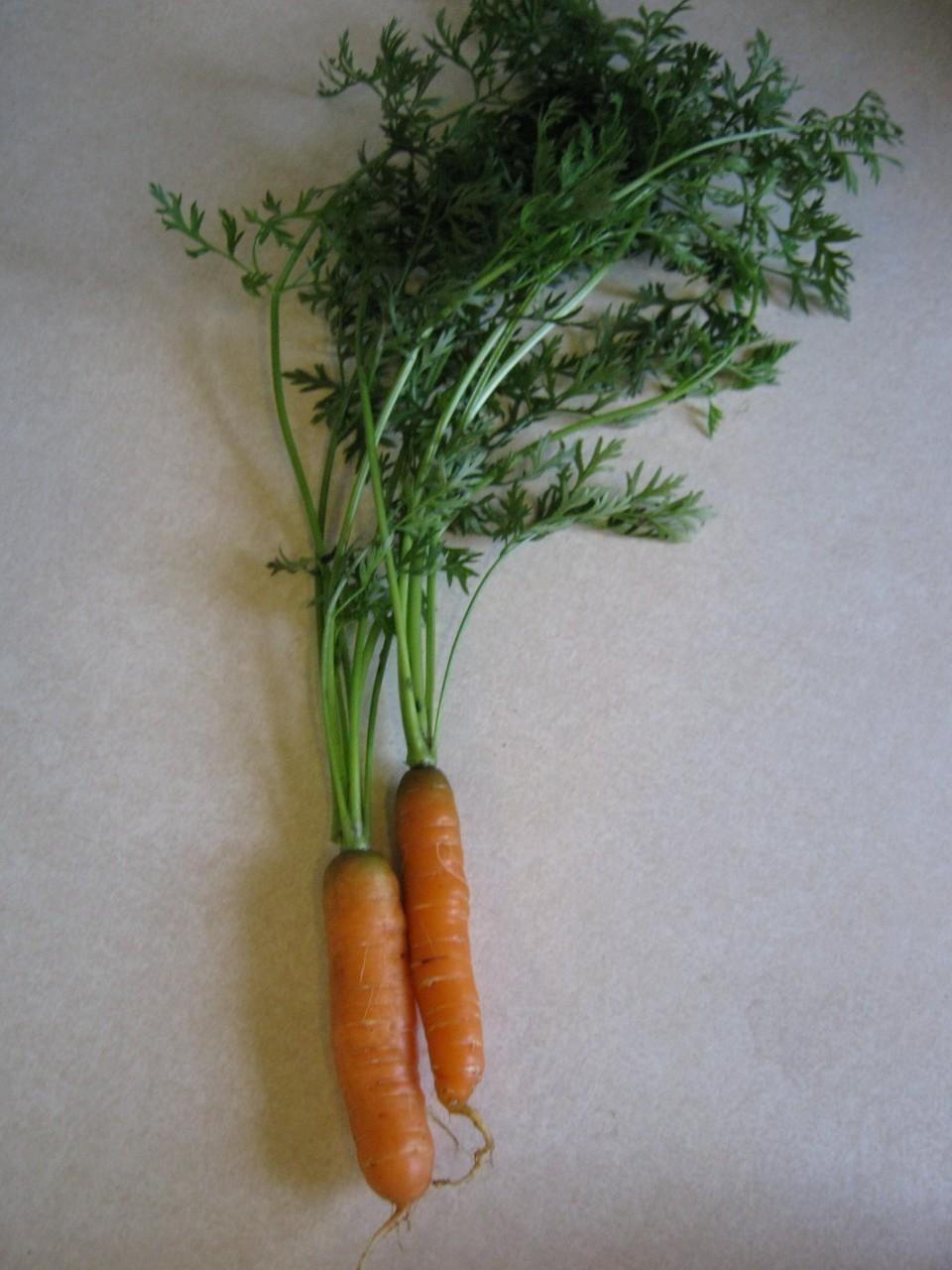 Photo of Carrot (Daucus carota var. sativus 'Little Fingers') uploaded by vic
