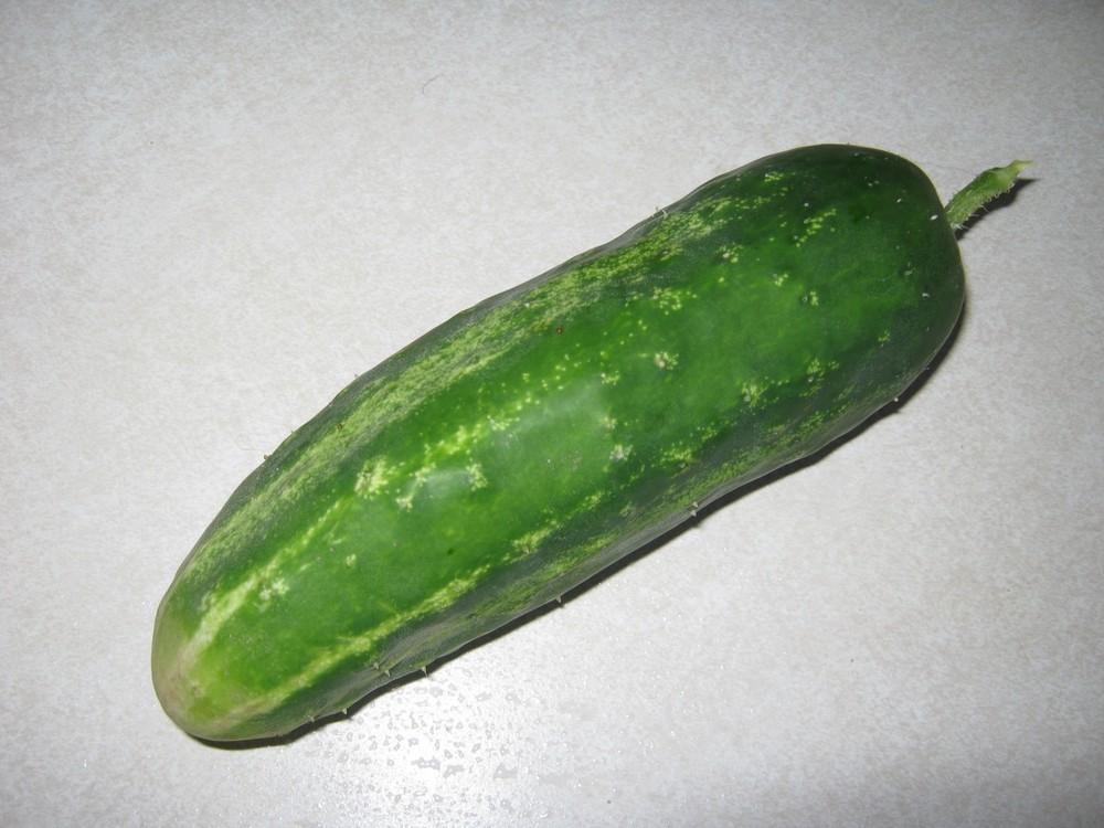 Photo of Cucumber (Cucumis sativus 'Straight Eight') uploaded by vic