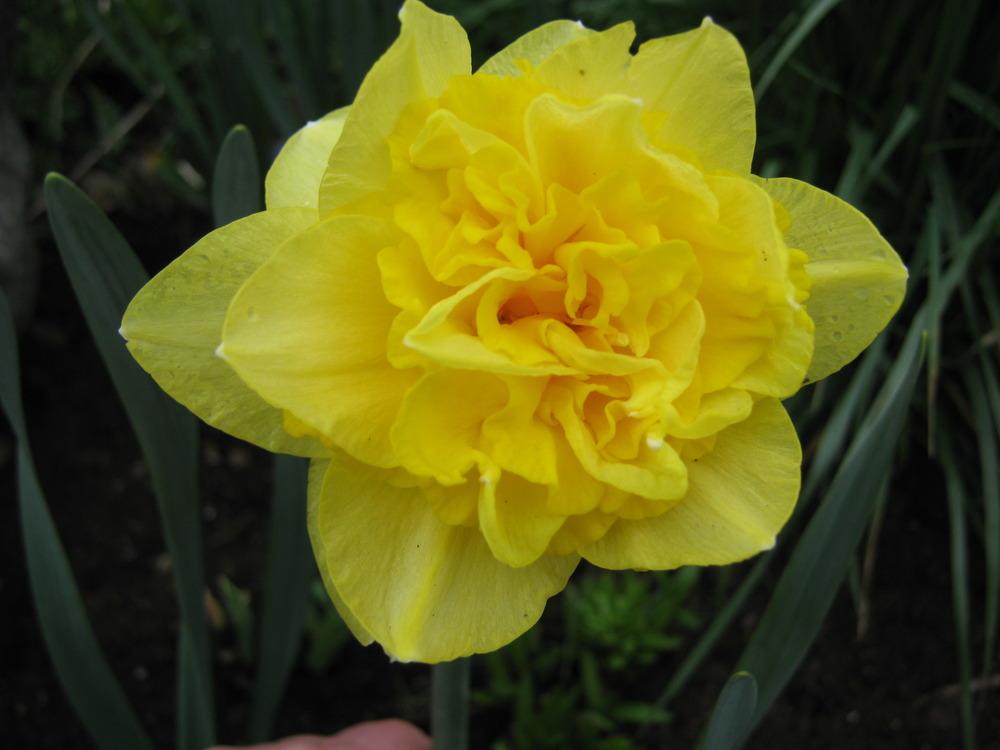Photo of Daffodils (Narcissus) uploaded by Bonehead