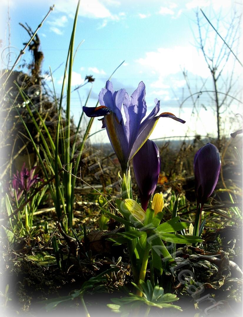Photo of Reticulated Iris (Iris reticulata 'Cantab') uploaded by Heart2Heart