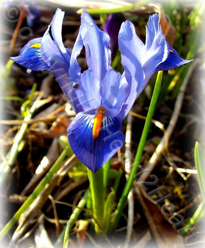 Photo of Reticulated Iris (Iris reticulata 'Cantab') uploaded by Heart2Heart