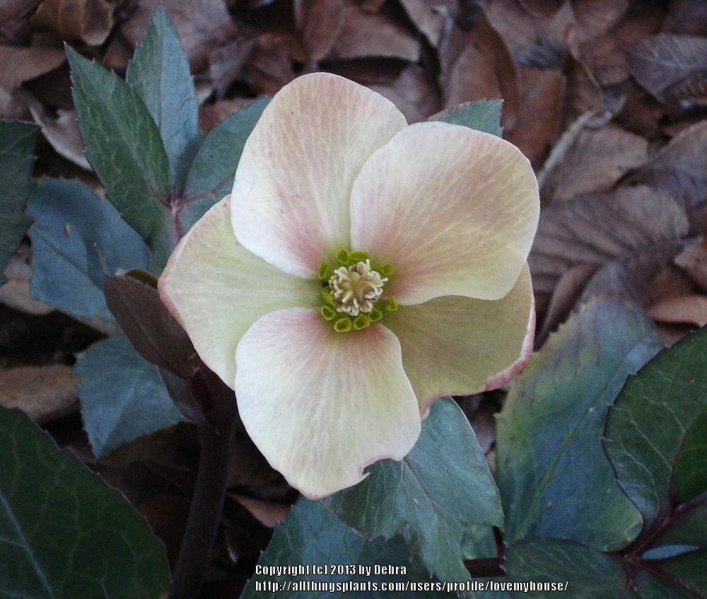 Photo of Hellebore (Helleborus Gold Collection® Pink Frost) uploaded by lovemyhouse