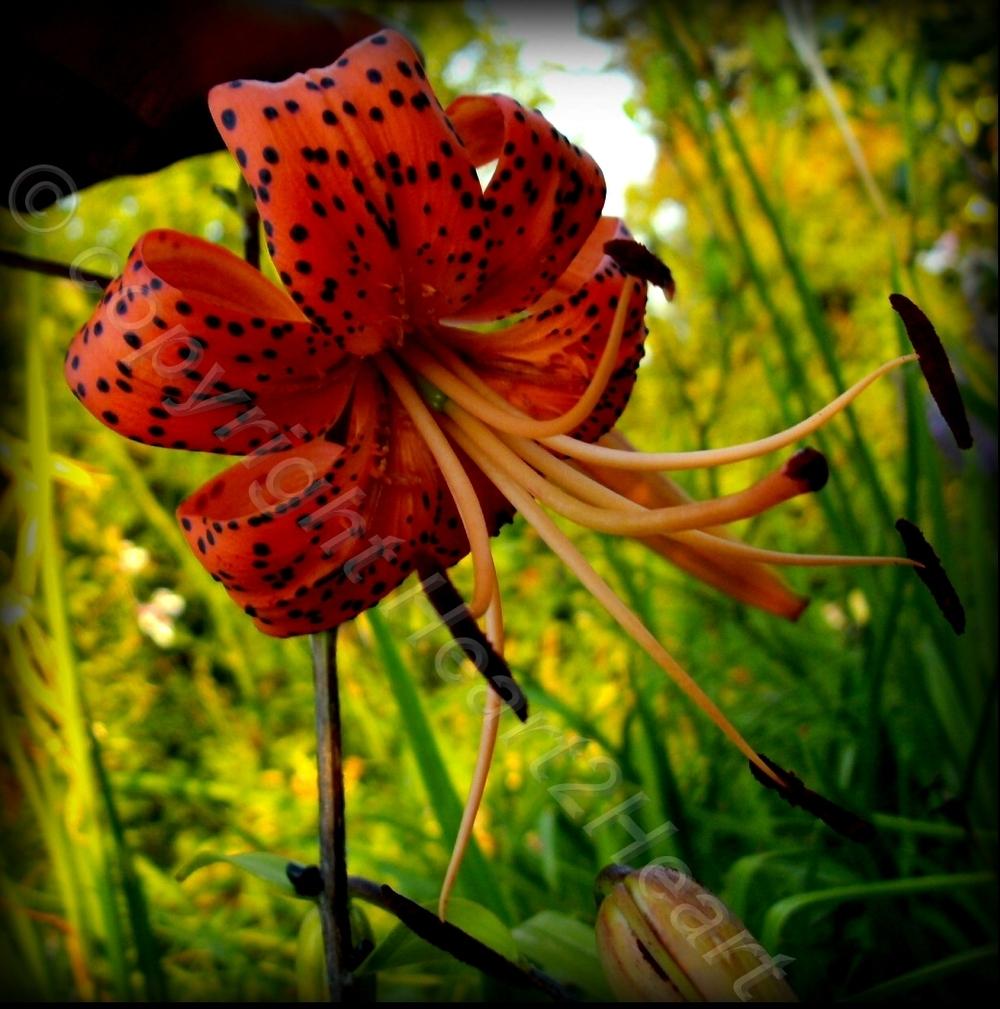 Photo of Tiger Lily (Lilium lancifolium) uploaded by Heart2Heart