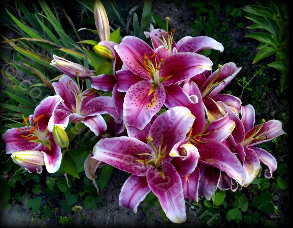 Photo of Oriental Lily (Lilium 'Star Gazer') uploaded by Heart2Heart
