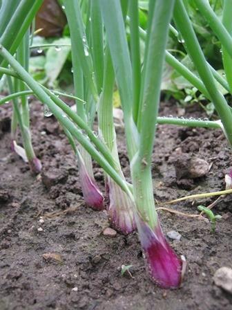 Photo of Bunching Onion (Allium fistulosum 'Red of Florence') uploaded by vic