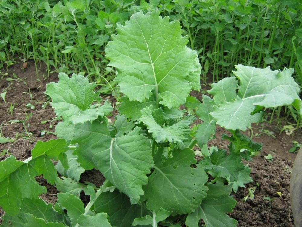 Photo of Siberian Kale (Brassica napus 'Siberian') uploaded by vic