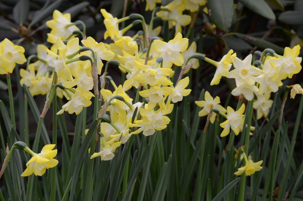 Photo of Miniature Jonquilla Daffodil (Narcissus 'Pipit') uploaded by Anne