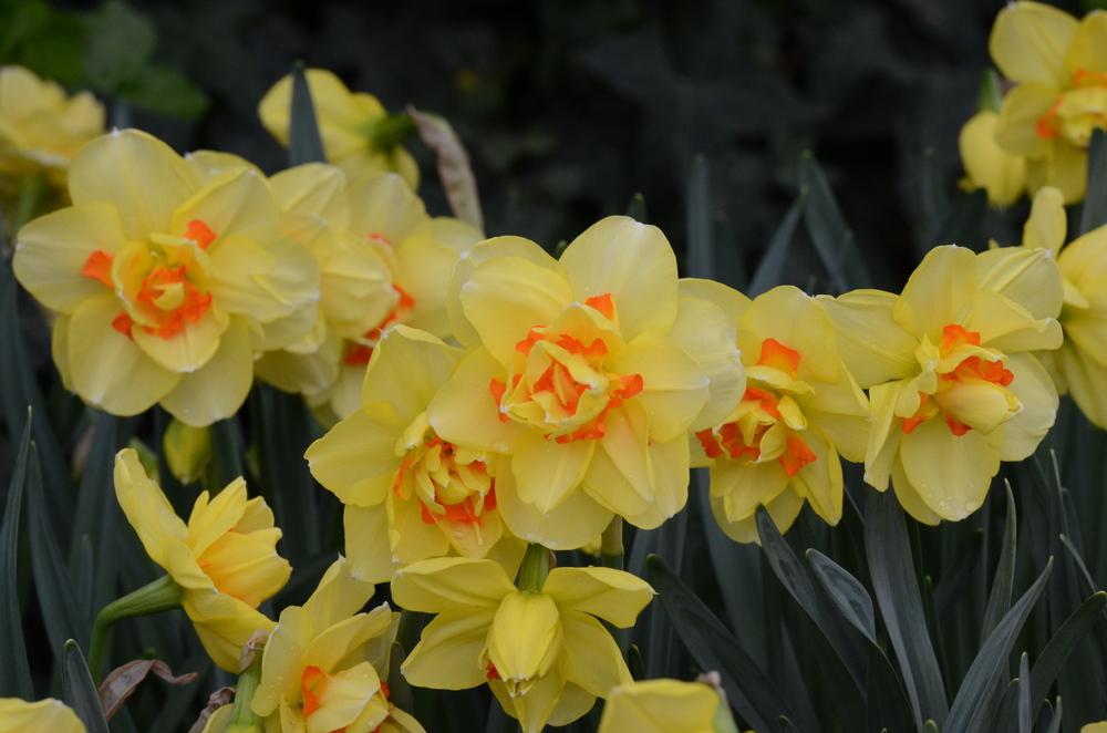 Photo of Double Daffodil (Narcissus 'Tahiti') uploaded by Anne