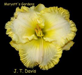 Photo of Daylily (Hemerocallis 'J.T. Davis') uploaded by Calif_Sue