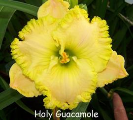 Photo of Daylily (Hemerocallis 'Holy Guacamole') uploaded by Calif_Sue