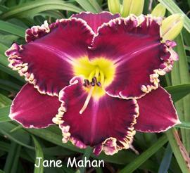 Photo of Daylily (Hemerocallis 'Jane Mahan') uploaded by Calif_Sue