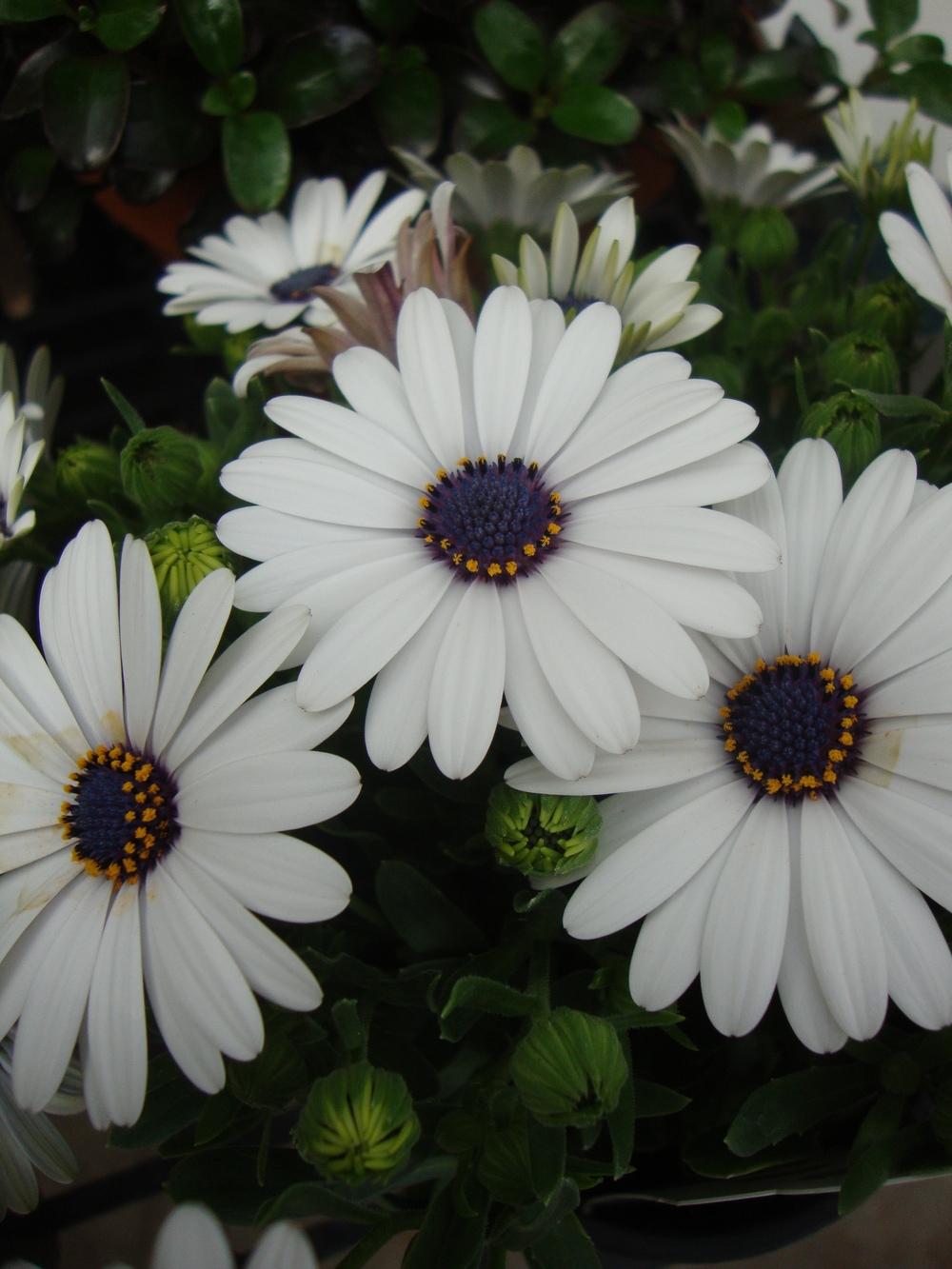 Photo of African Daisy (Osteospermum Serenity™ White Improved) uploaded by Paul2032