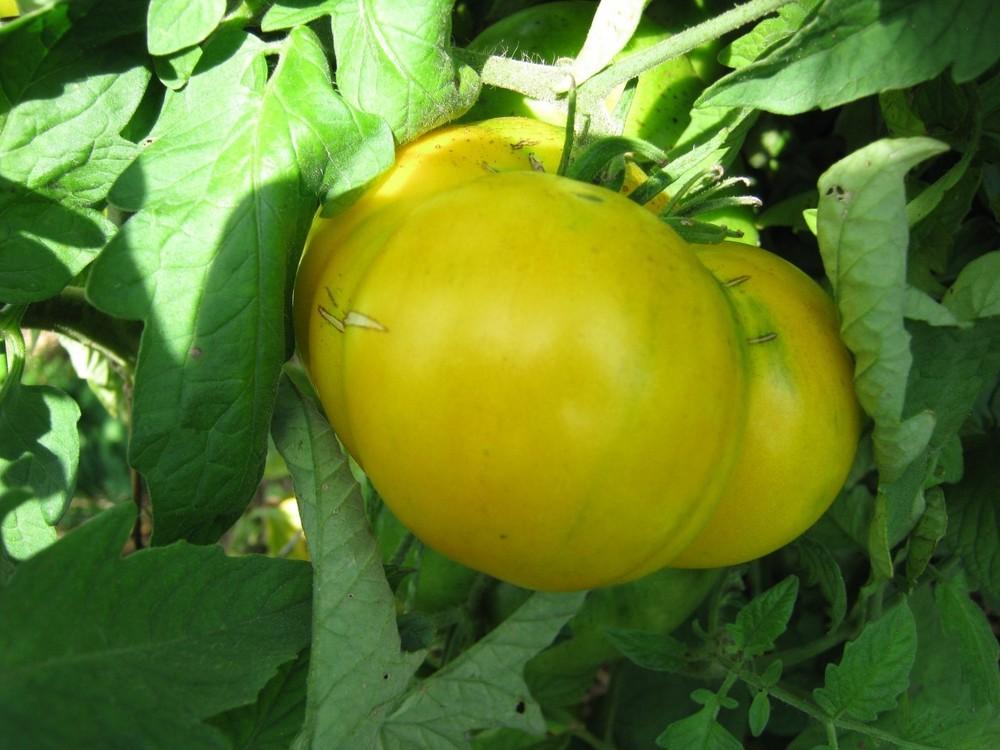 Photo of Tomato (Solanum lycopersicum 'Azoychka') uploaded by vic
