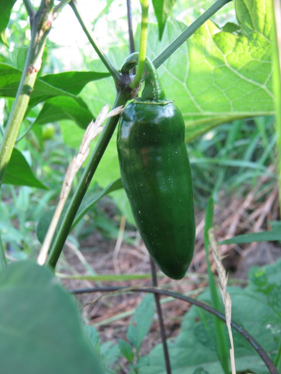 Photo of Jalapeno Pepper (Capsicum annuum 'Jalapeno') uploaded by vic