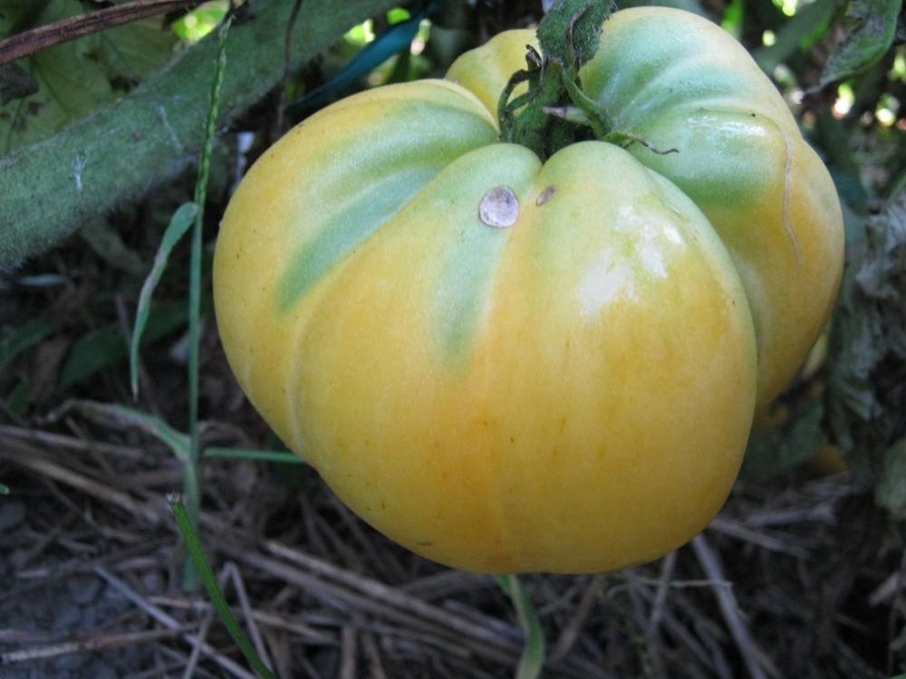 Photo of Tomato (Solanum lycopersicum 'Basinga') uploaded by vic