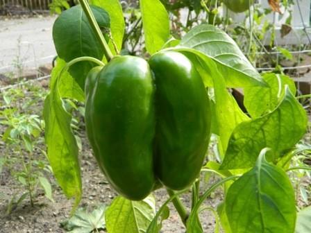 Photo of Bell Pepper (Capsicum annuum 'King of the North') uploaded by vic