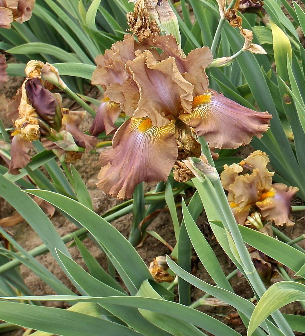 Photo of Tall Bearded Iris (Iris 'Downtown Brown') uploaded by ARUBA1334