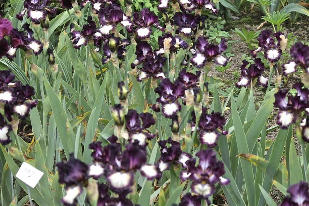 Photo of Tall Bearded Iris (Iris 'Out Walkin'') uploaded by ARUBA1334