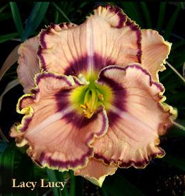 Photo of Daylily (Hemerocallis 'Lacy Lucy') uploaded by Calif_Sue